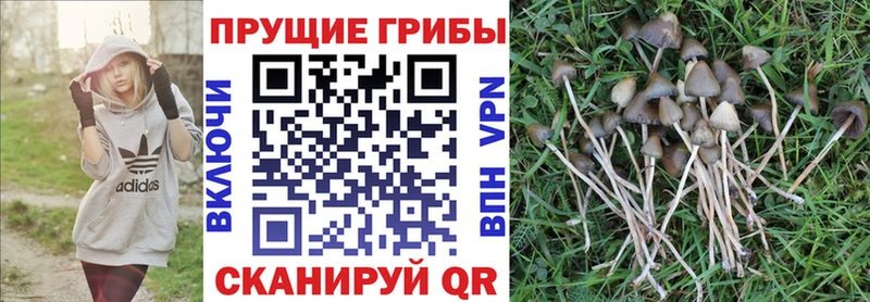 Псилоцибиновые грибы прущие грибы  блэк спрут ссылки  Верхнеуральск  купить  сайты 